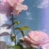 magnoliabl00m